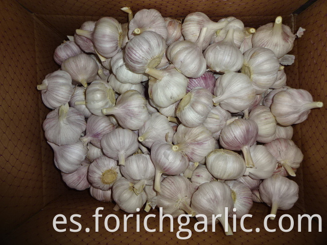 Fresh New Normal Garlic